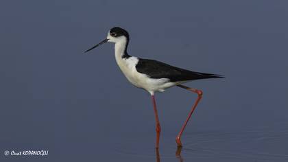 Uzunbacak » Black-winged Stilt » Himantopus himantopus