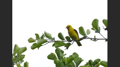 Sarıasma