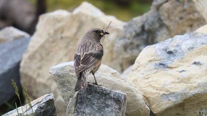 Alpine Accentor