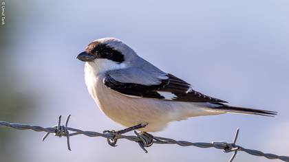 Karaalınlı Örümcekkuşu » Lesser Grey Shrike » Lanius minor
