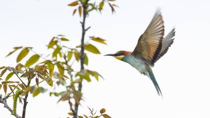 Arıkuşu » European Bee-eater » Merops apiaster