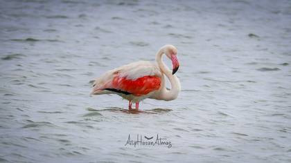 Flamingo