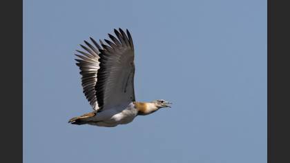 Great Bustard