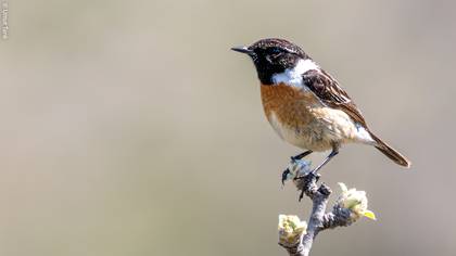 Taşkuşu » European Stonechat » Saxicola rubicola