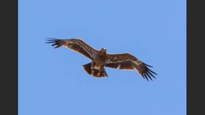Steppe Eagle
