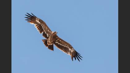 Steppe Eagle