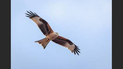Red Kite