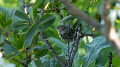 Common Grasshopper Warbler