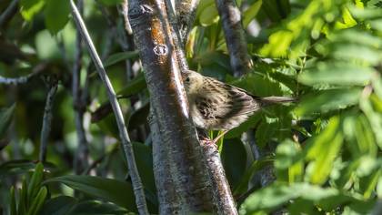 Çekirge kamışçını » Common Grasshopper Warbler » Locustella naevia