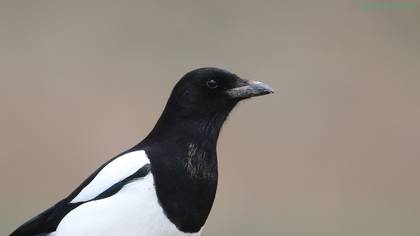 Saksağan » Eurasian Magpie » Pica pica