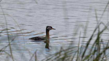 Red-necked Grebe
