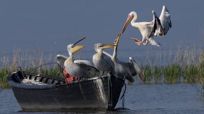 Ak pelikan » Great White Pelican » Pelecanus onocrotalus
