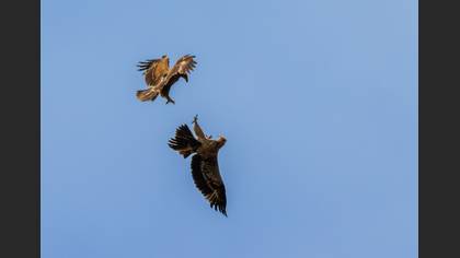 Steppe Eagle