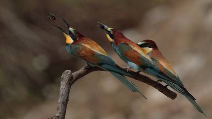 Arıkuşu » European Bee-eater » Merops apiaster