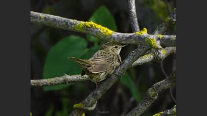 Common Grasshopper Warbler