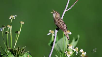 Common Grasshopper Warbler