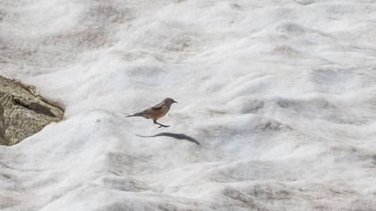 Alpine Accentor