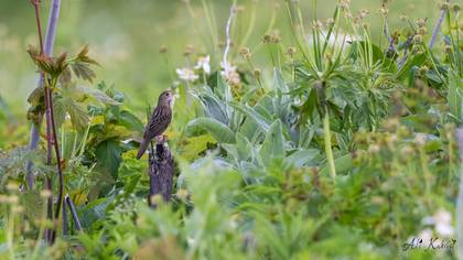 Common Grasshopper Warbler