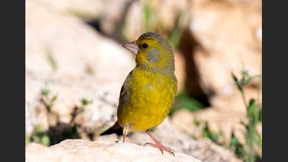 Florya