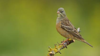Kirazkuşu » Ortolan Bunting » Emberiza hortulana