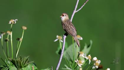 Common Grasshopper Warbler