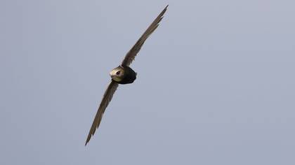 Küçük ebabil