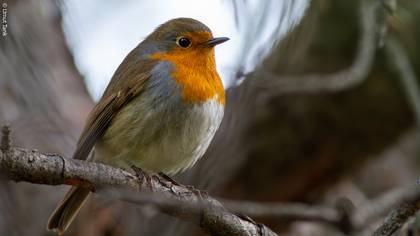 Kızılgerdan » European Robin » Erithacus rubecula
