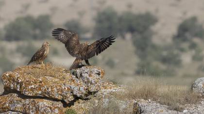 Kızıl şahin