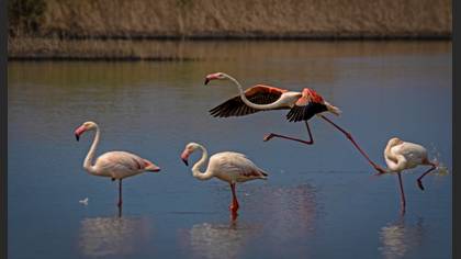 Flamingo