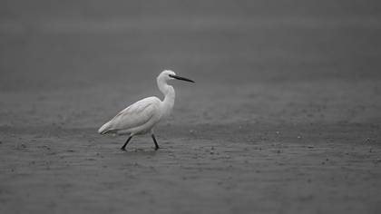 Küçük ak balıkçıl » Little Egret » Egretta garzetta