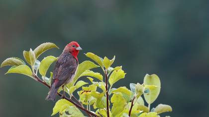 Çütre » Common Rosefinch » Carpodacus erythrinus