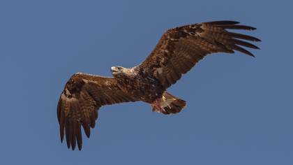 Şah Kartal » Eastern Imperial Eagle » Aquila heliaca