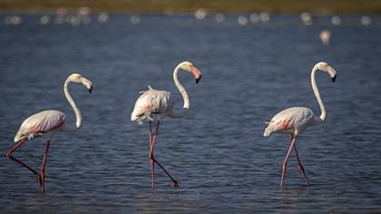 Flamingo