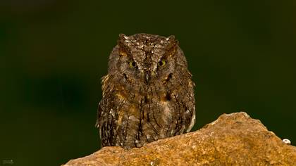 İshakkuşu » Eurasian Scops Owl » Otus scops