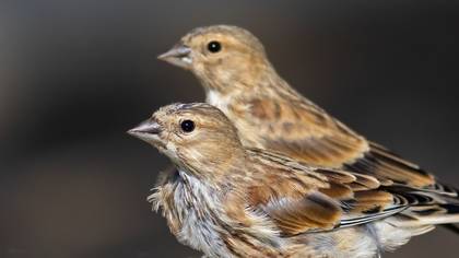 Ketenkuşu » Common Linnet » Linaria cannabina