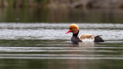 Macar ördeği » Red-crested Pochard » Netta rufina