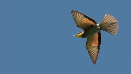 Arıkuşu » European Bee-eater » Merops apiaster
