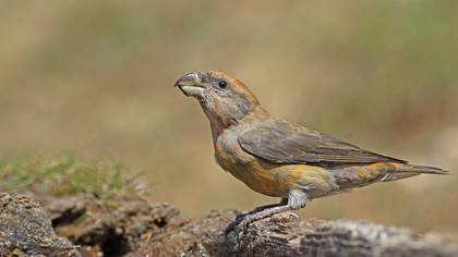 Çaprazgaga » Red Crossbill » Loxia curvirostra