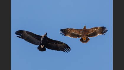Steppe Eagle
