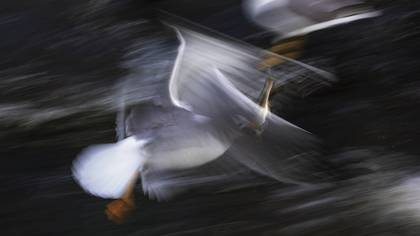 Van gölü martısı » Armenian Gull » Larus armenicus