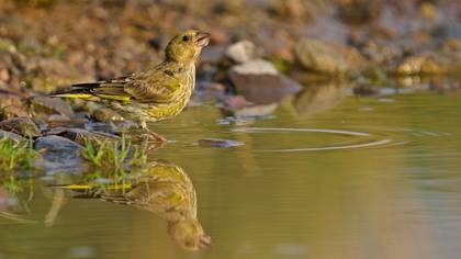 Florya » European Greenfinch » Chloris chloris