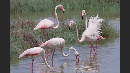 Flamingo