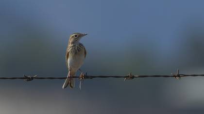 Richard`s Pipit