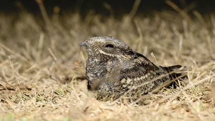 Çobanaldatan » European Nightjar » Caprimulgus europaeus