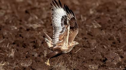 Kızıl şahin