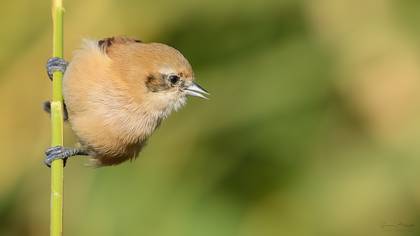 Çulhakuşu » Eurasian Penduline Tit » Remiz pendulinus