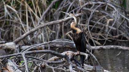 African Darter
