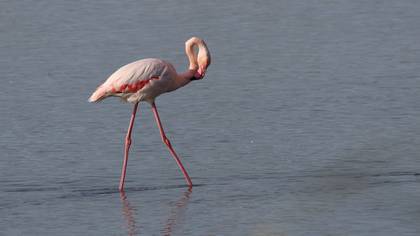 Flamingo