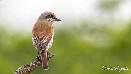 Kızılsırtlı örümcekkuşu » Red-backed Shrike » Lanius collurio