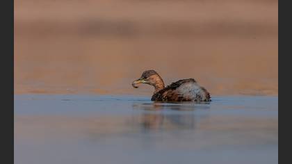 Küçük batağan